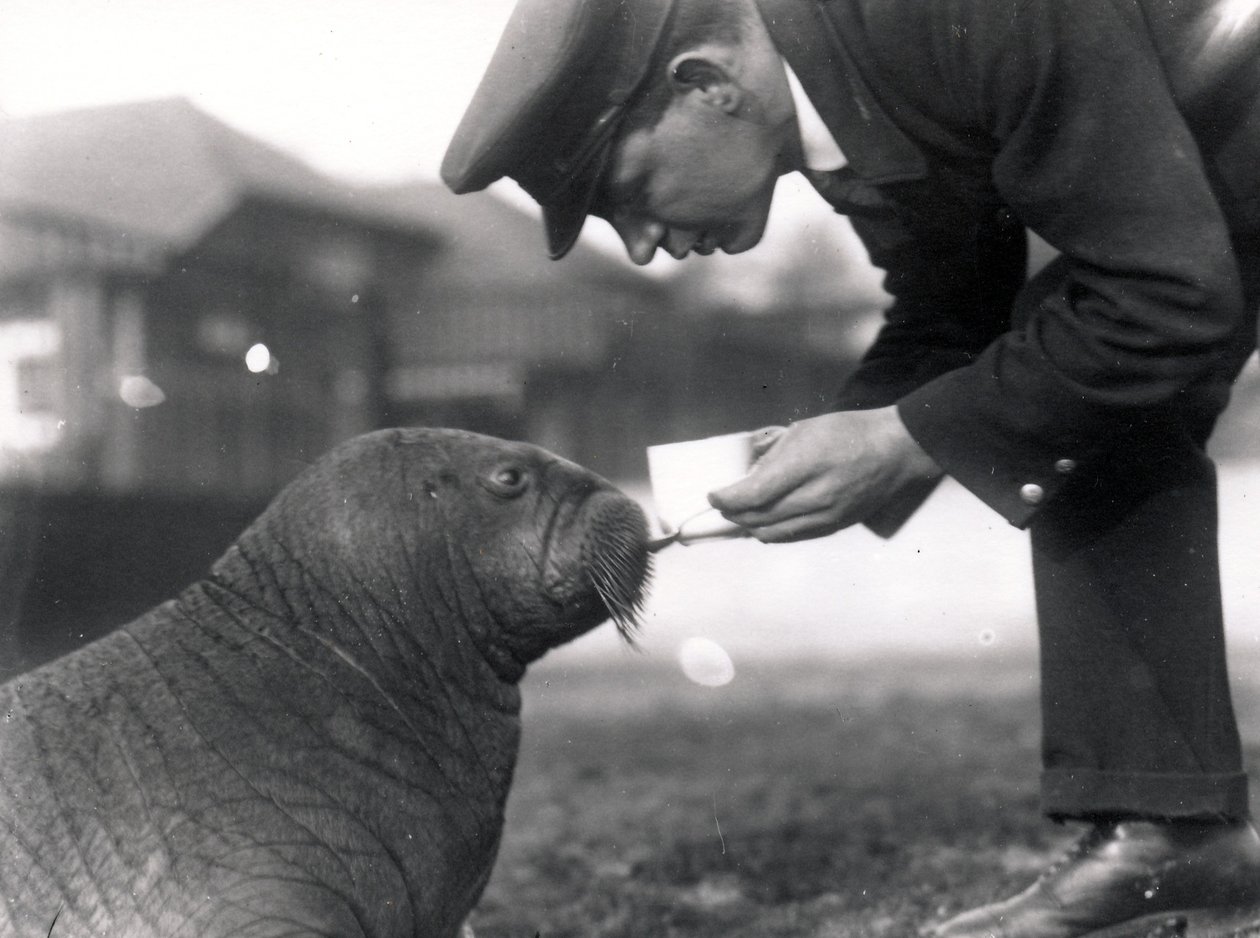 Verzorger Arthur Chandler geeft levertraan aan een walrus, 1923 door Frederick William Bond