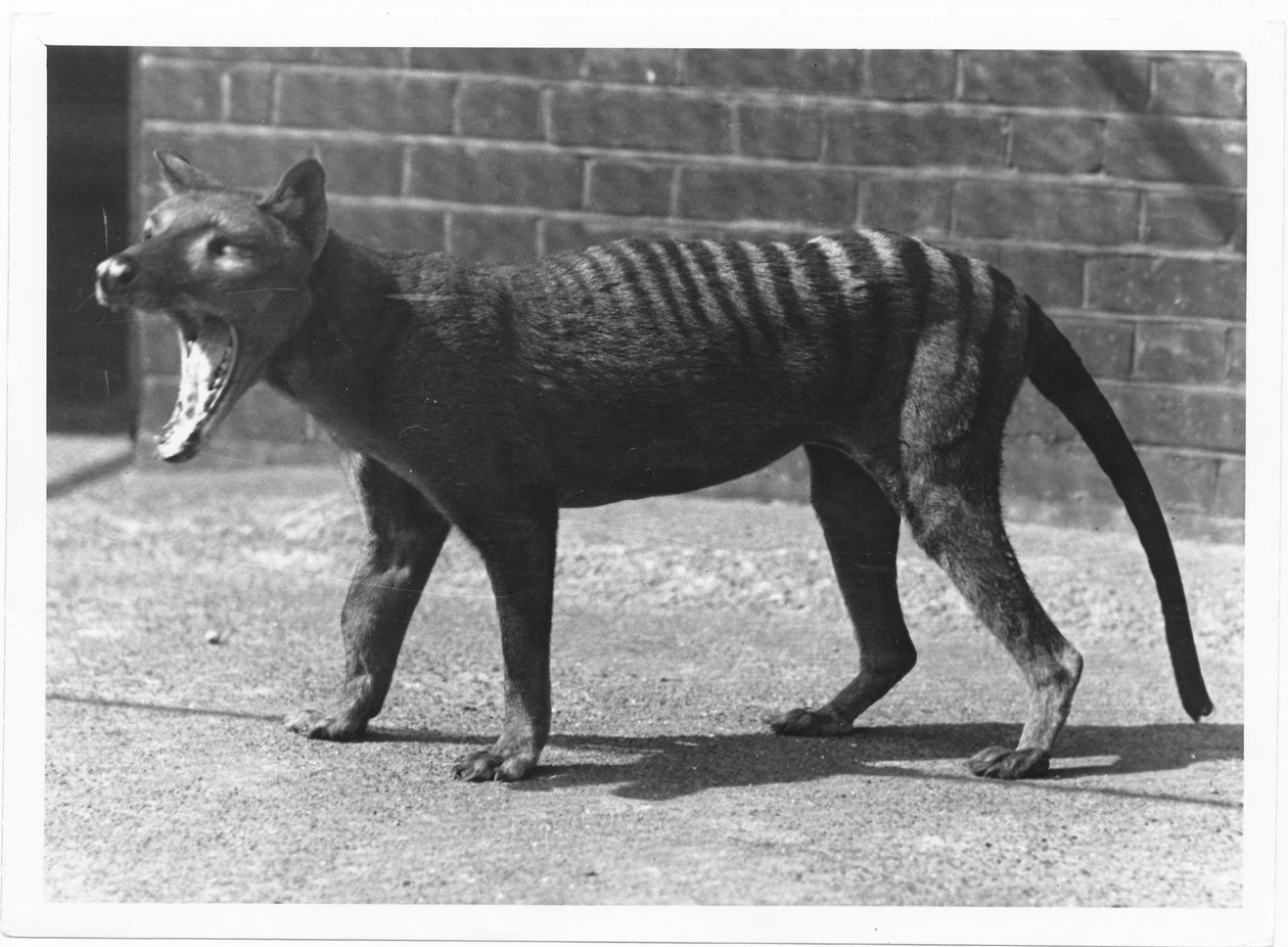 De nu uitgestorven Tasmaanse tijger, of Thylacine, 1914 door Frederick William Bond