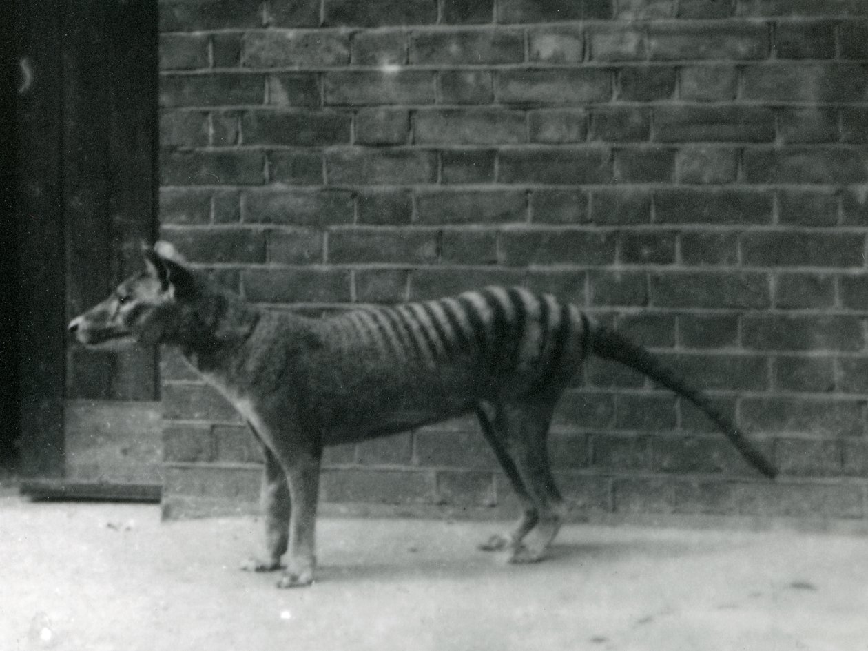 Thylacine Tasmaanse Wolf in de London Zoo. De Thylacine wordt verondersteld uitgestorven te zijn in 1933. In totaal heeft de London Zoo 20 Thylacines tentoongesteld tussen 1850 en 1931. door Frederick William Bond