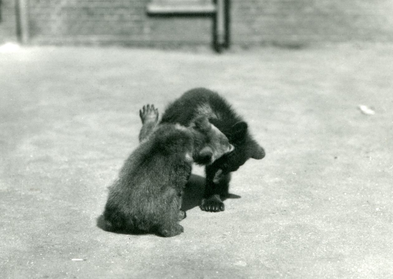 Twee Bruine Beertjes die Stoeien in de Dierentuin van Londen, juni 1914 door Frederick William Bond