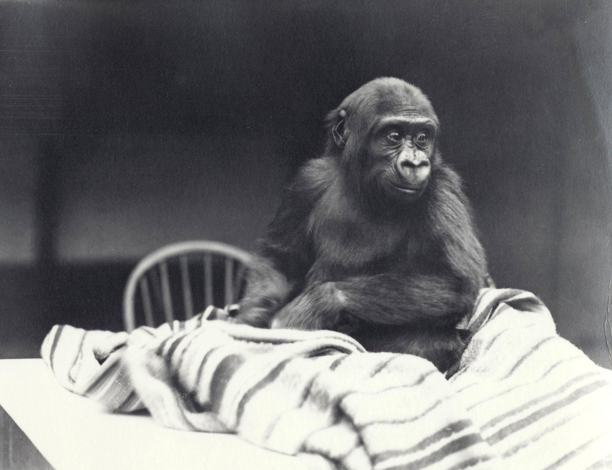 Jonge gorilla 