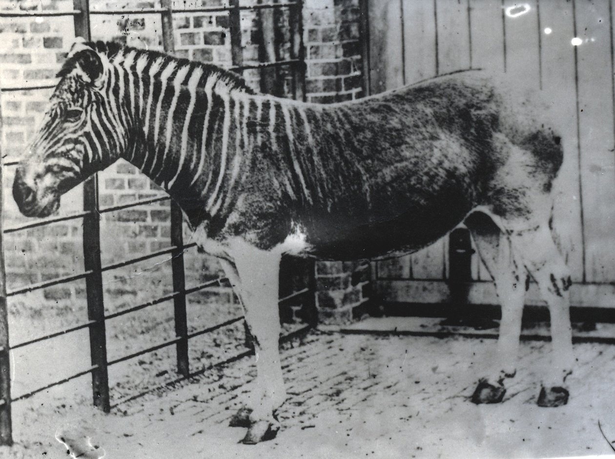 Quagga in ZSL London Zoo, waarschijnlijk zomer 1870 door Frederick York