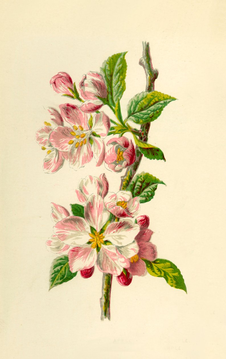 Appel door Frederick Edward Hulme