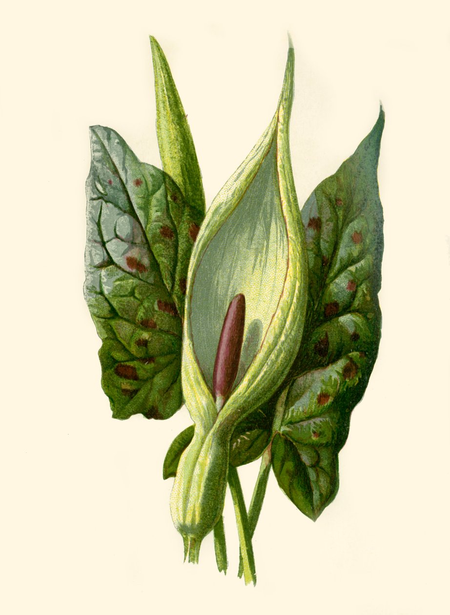 Aronskelk of gevlekte aronskelk, 1877 door Frederick Edward Hulme