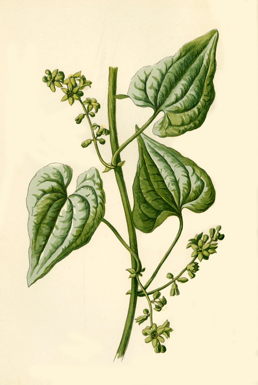 Zwarte Bryony, 1877 door Frederick Edward Hulme