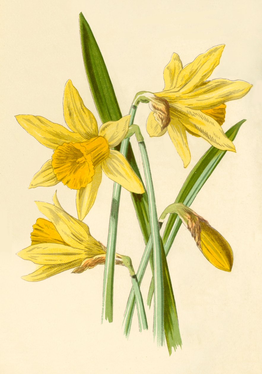 Narcis door Frederick Edward Hulme