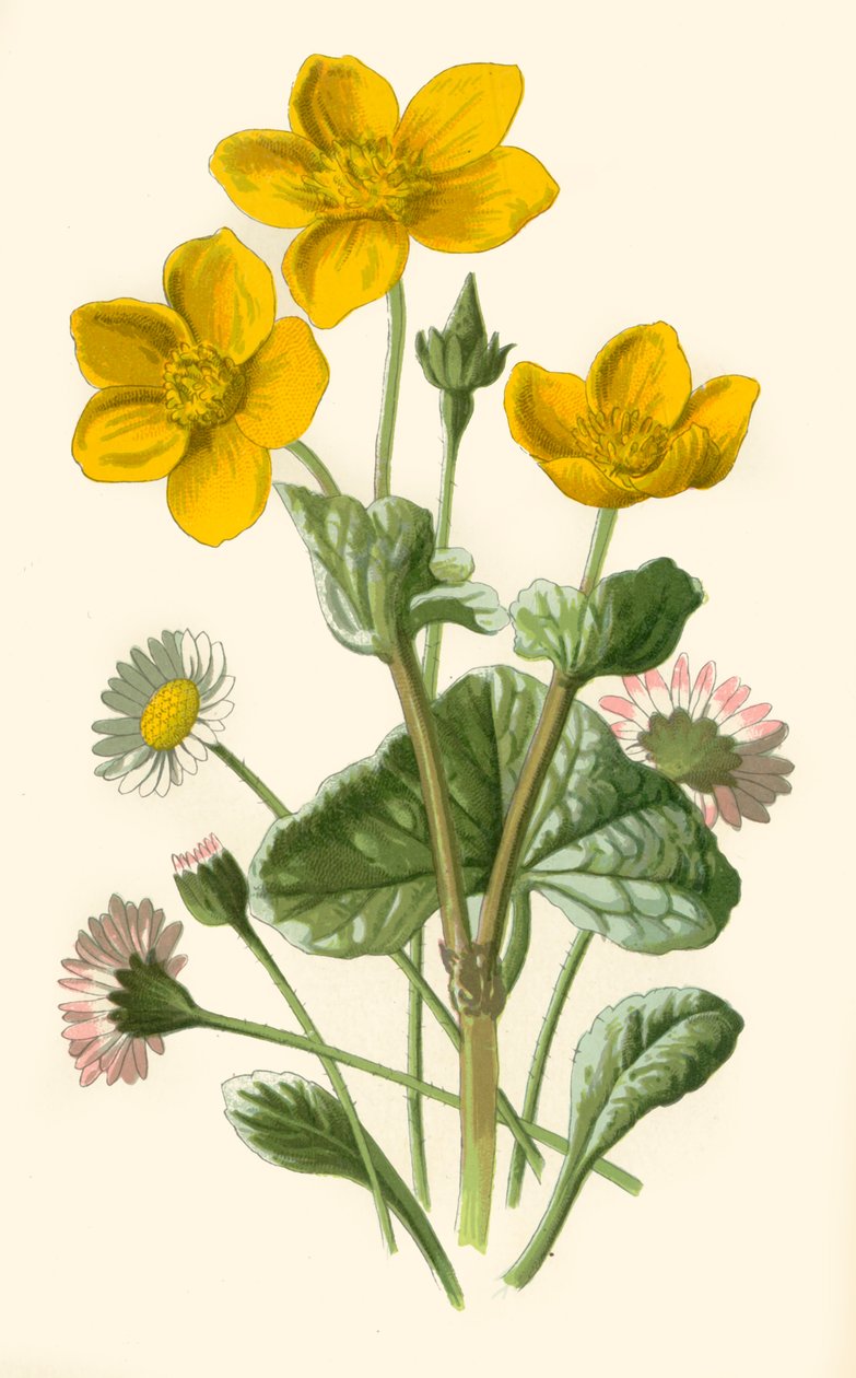 Madeliefje & Moerasgoudsbloem, 1877 door Frederick Edward Hulme