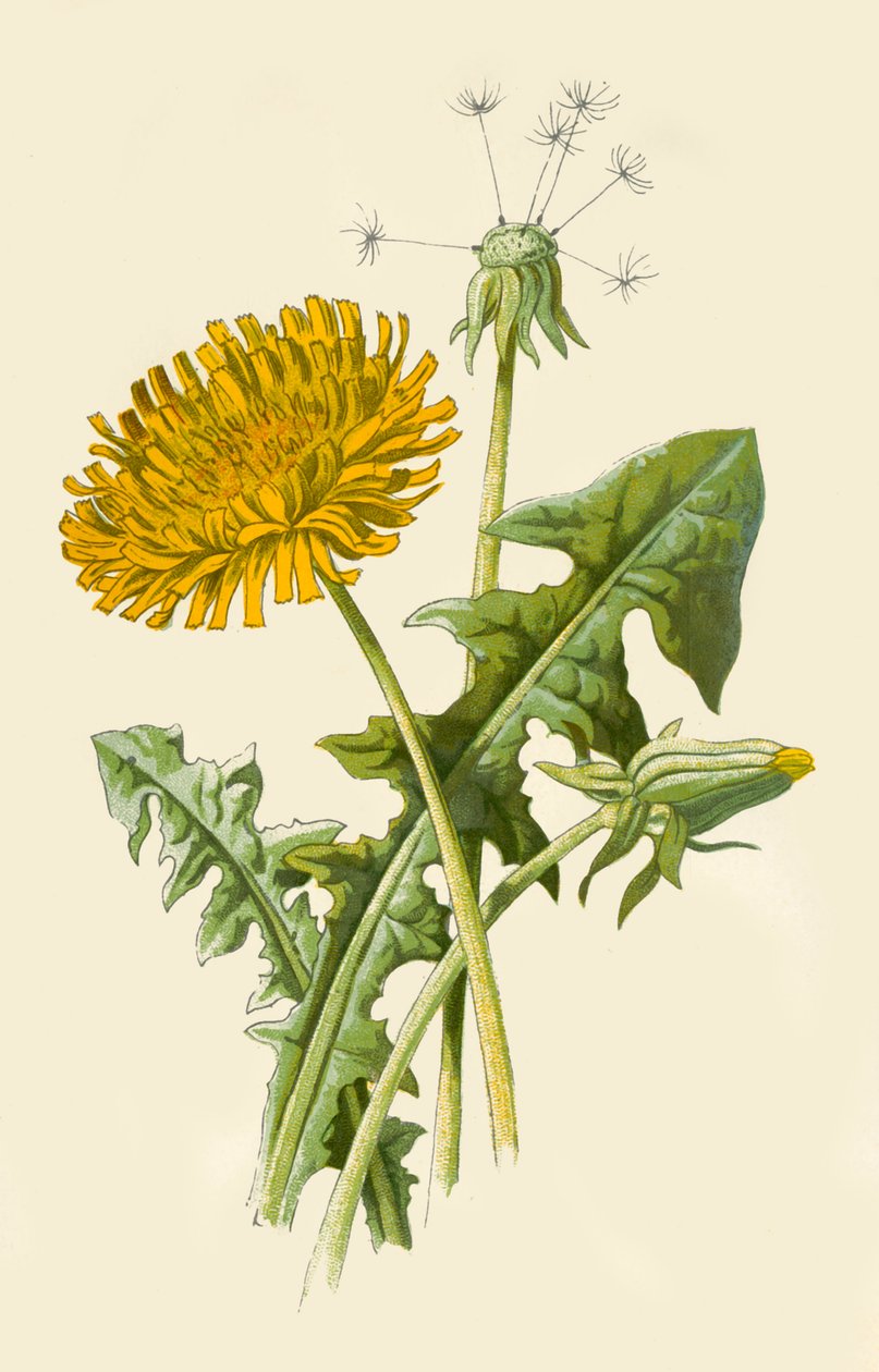 Paardenbloem, 1877 door Frederick Edward Hulme