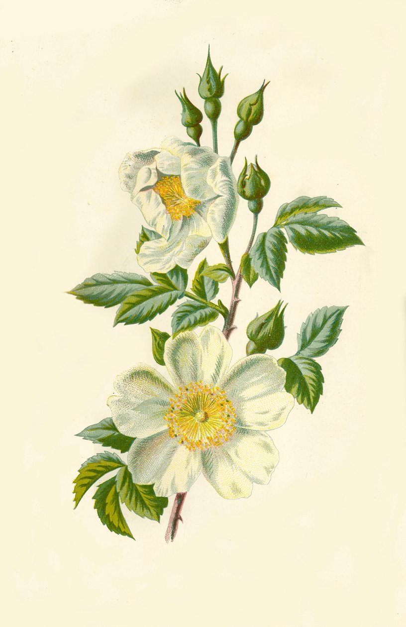 Veldroos, 1877 door Frederick Edward Hulme