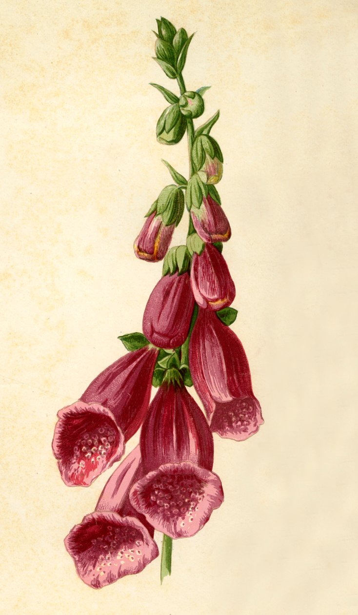 Vingerhoedskruid, 1877 door Frederick Edward Hulme