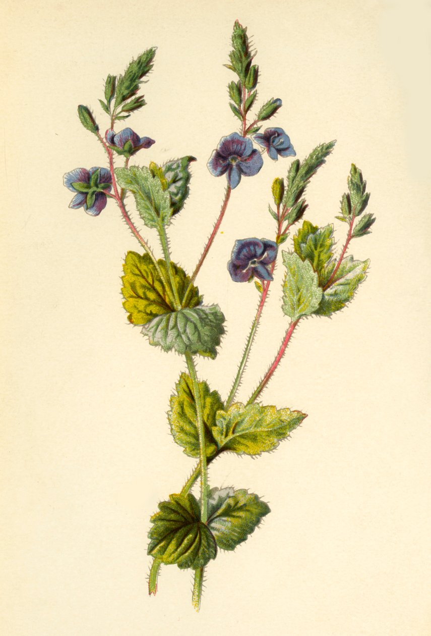 Ereprijs door Frederick Edward Hulme