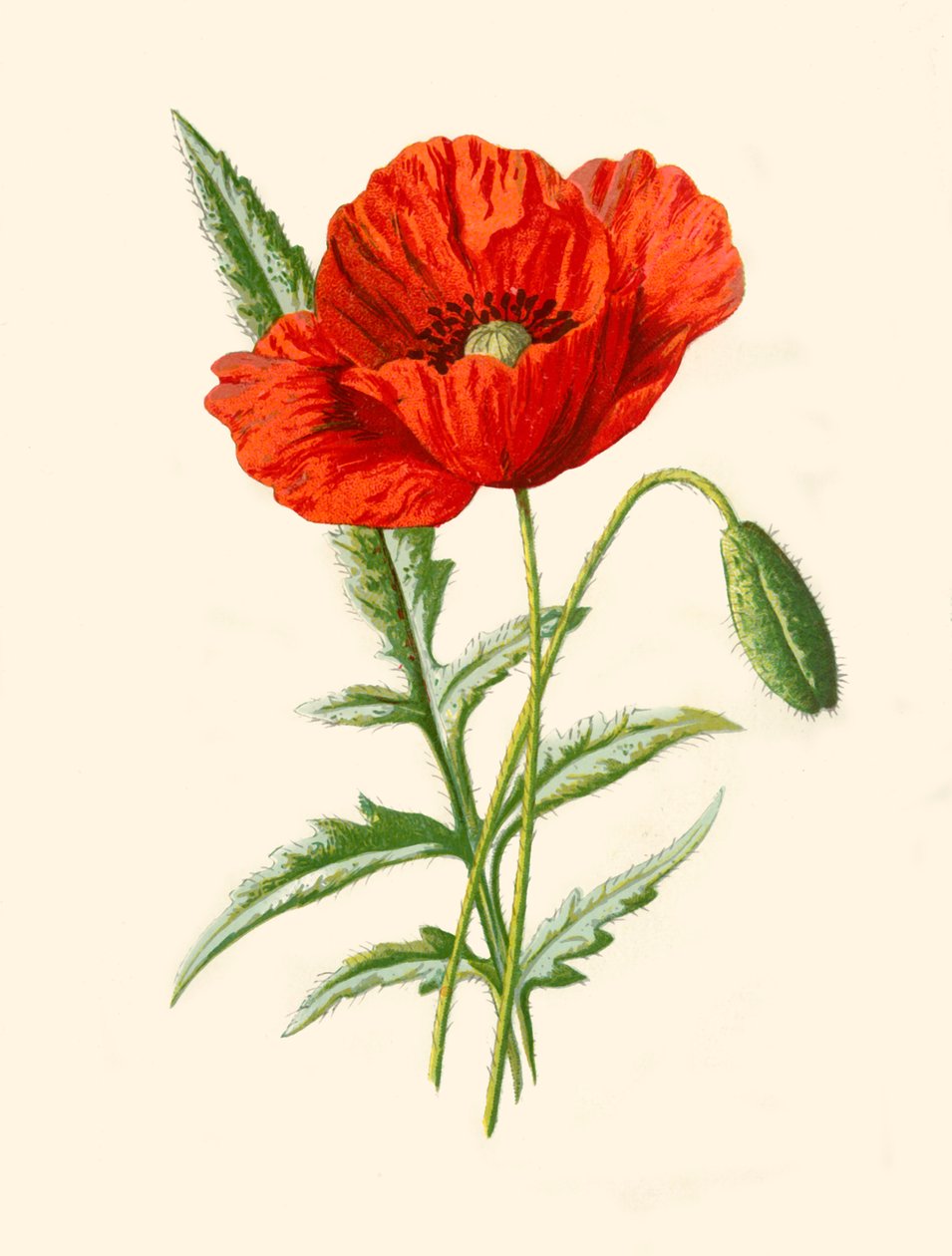 Scharlaken Klaproos door Frederick Edward Hulme