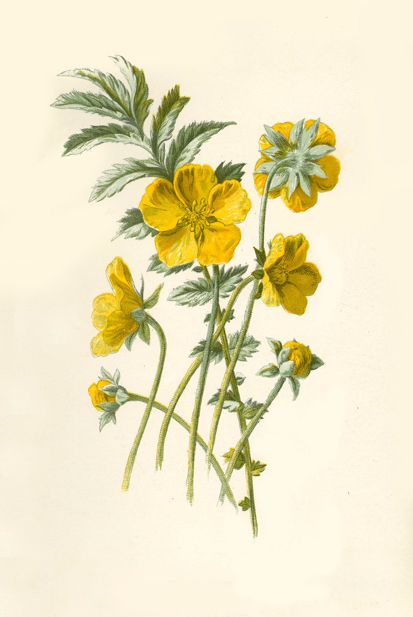 Zilverkruid, 1877 door Frederick Edward Hulme