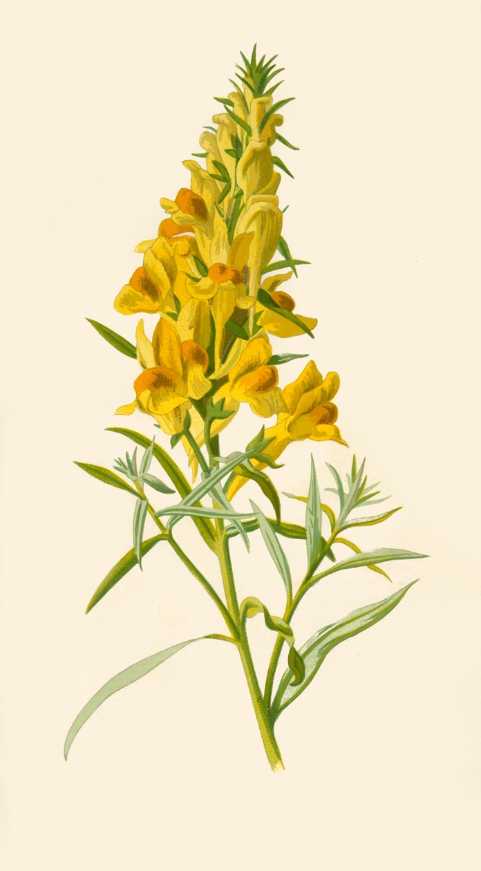 Vlasleeuwenbek, 1877 door Frederick Edward Hulme