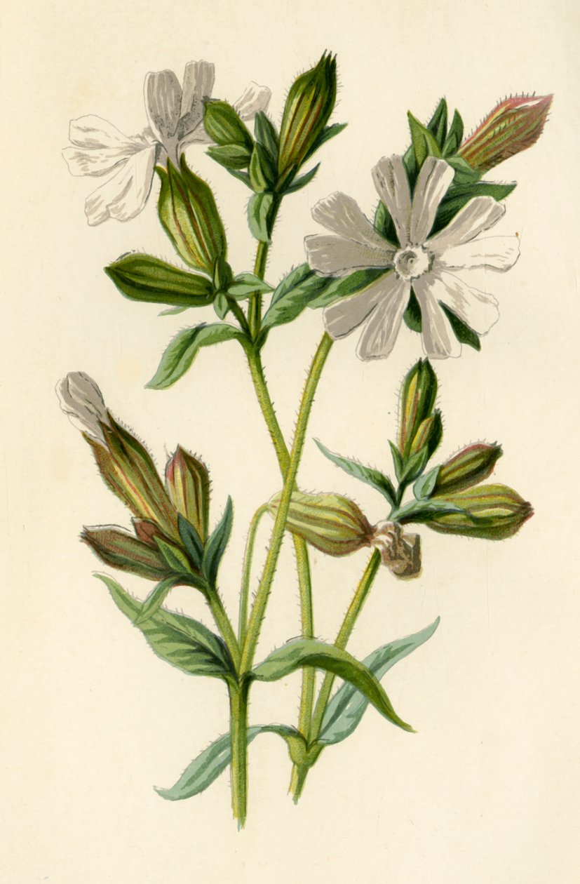 Witte Avondkoekoeksbloem, 1877 door Frederick Edward Hulme