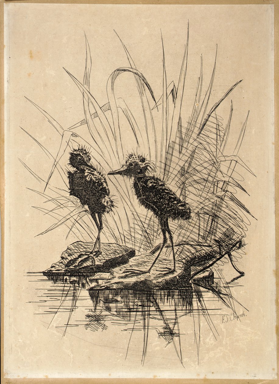 Twee vogels door Frederick Stuart Church
