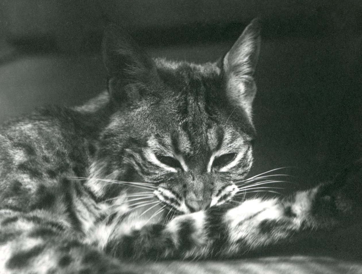 Een Bay LynxBobcat die zich verzorgt door Frederick William Bond