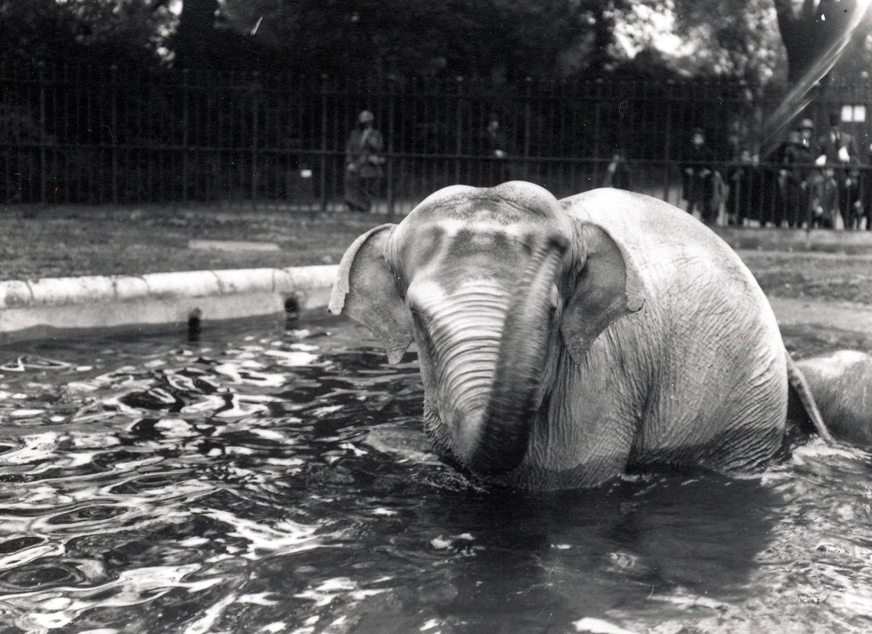 Olifant in bad door Frederick William Bond