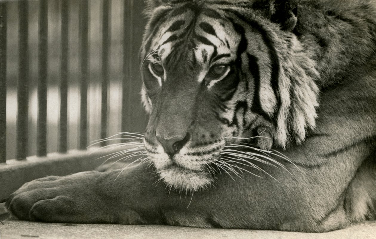 Tijger Sam in London Zoo, 1925 door Frederick William Bond