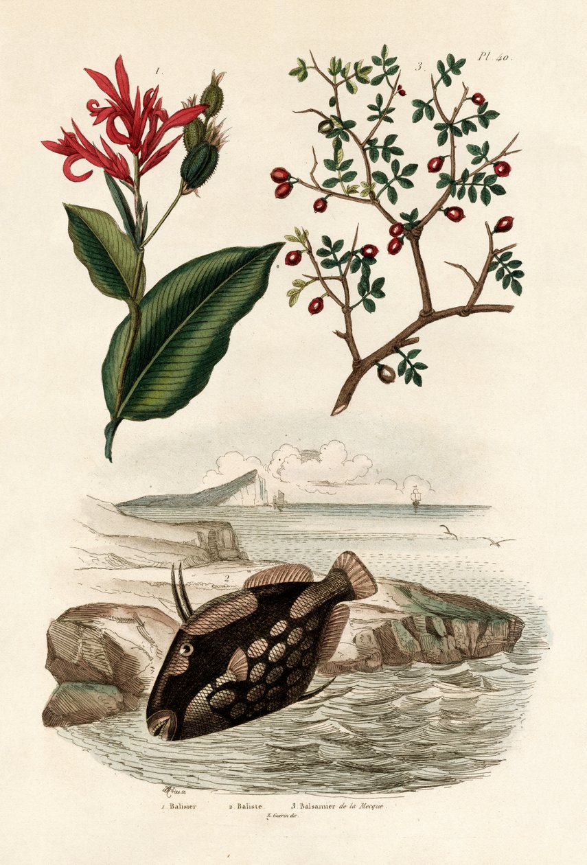 Canna, 1833-39 door French School