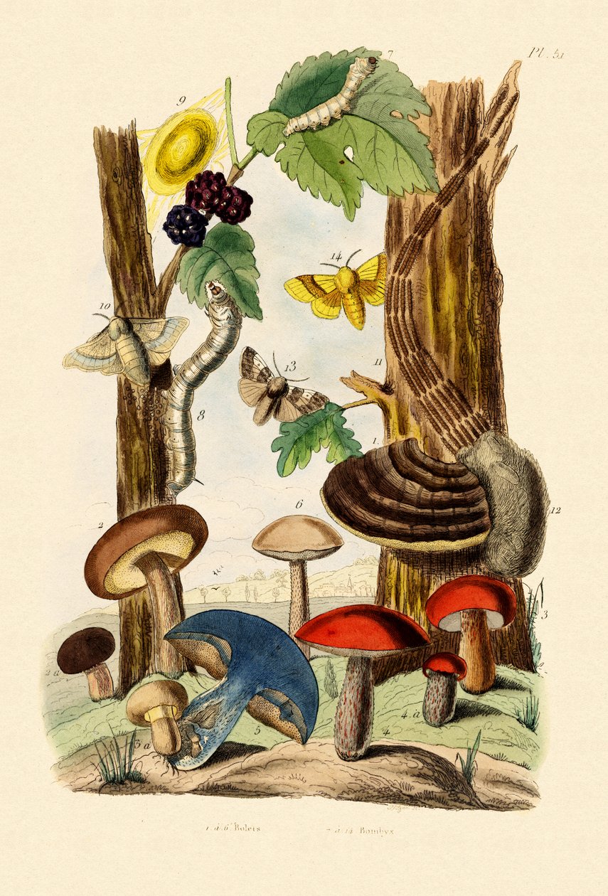 Paddenstoelen door French School