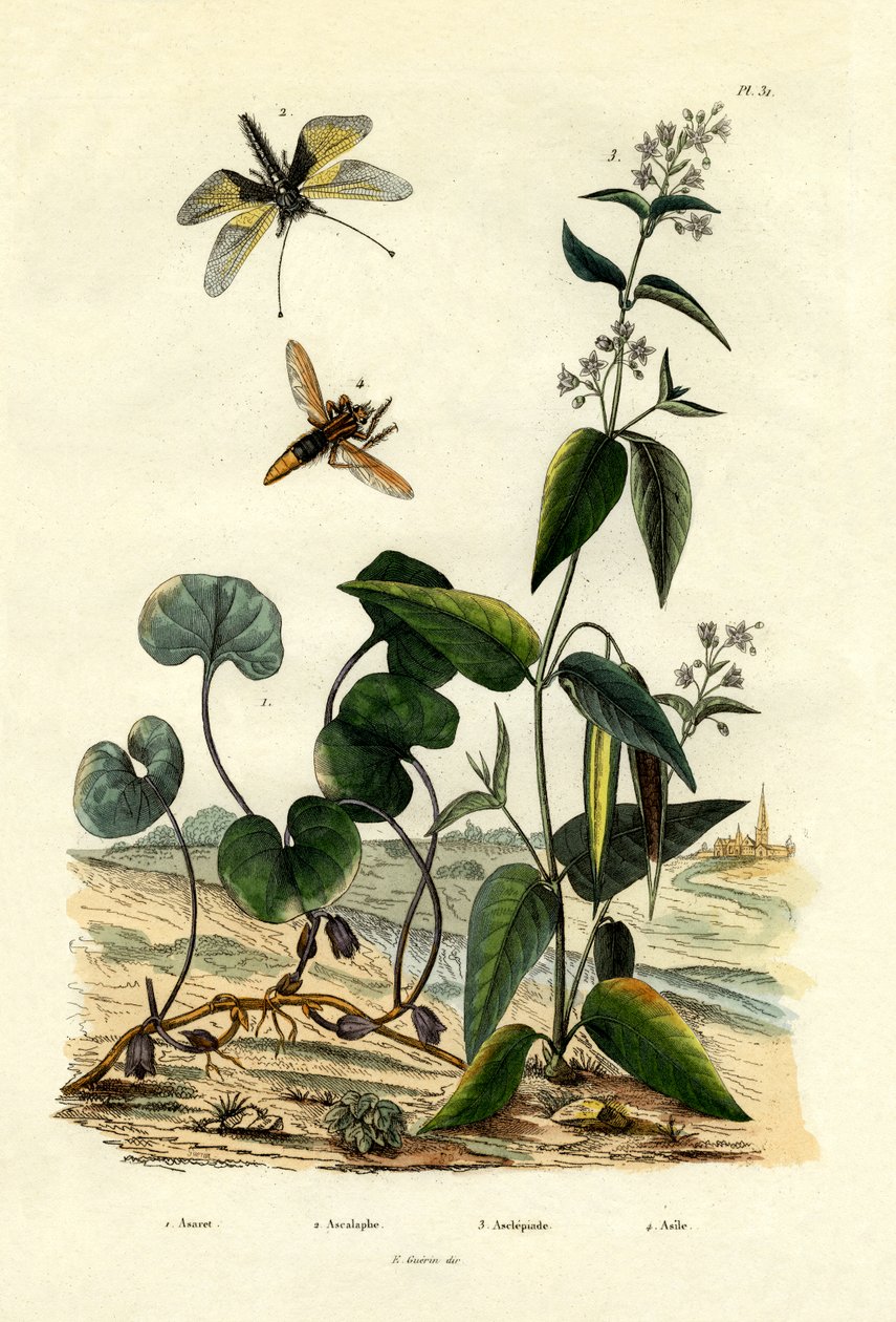 Wilde Gember, 1833-39 door French School