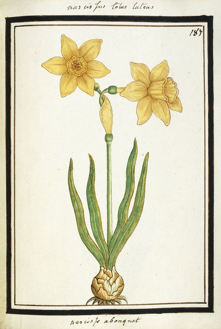 Boeket Narcissen, ca. 1700 door French School