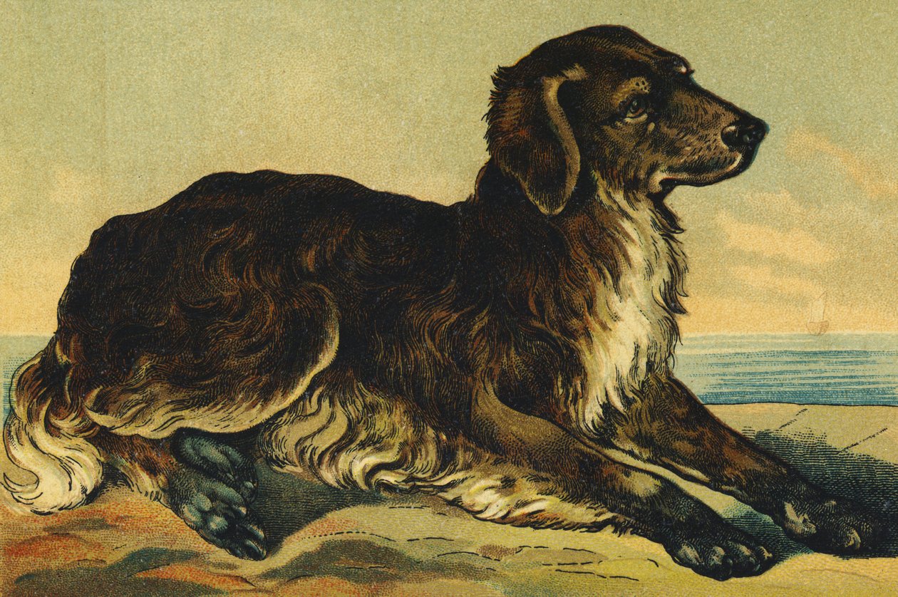 C als Hond door French School