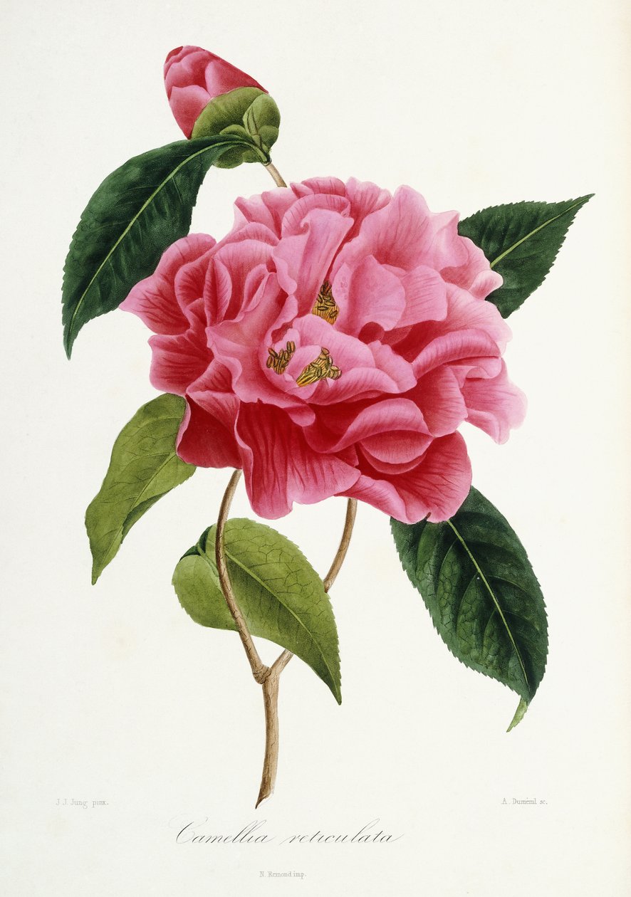 Camellia reticulata, 1839-1943 door French School