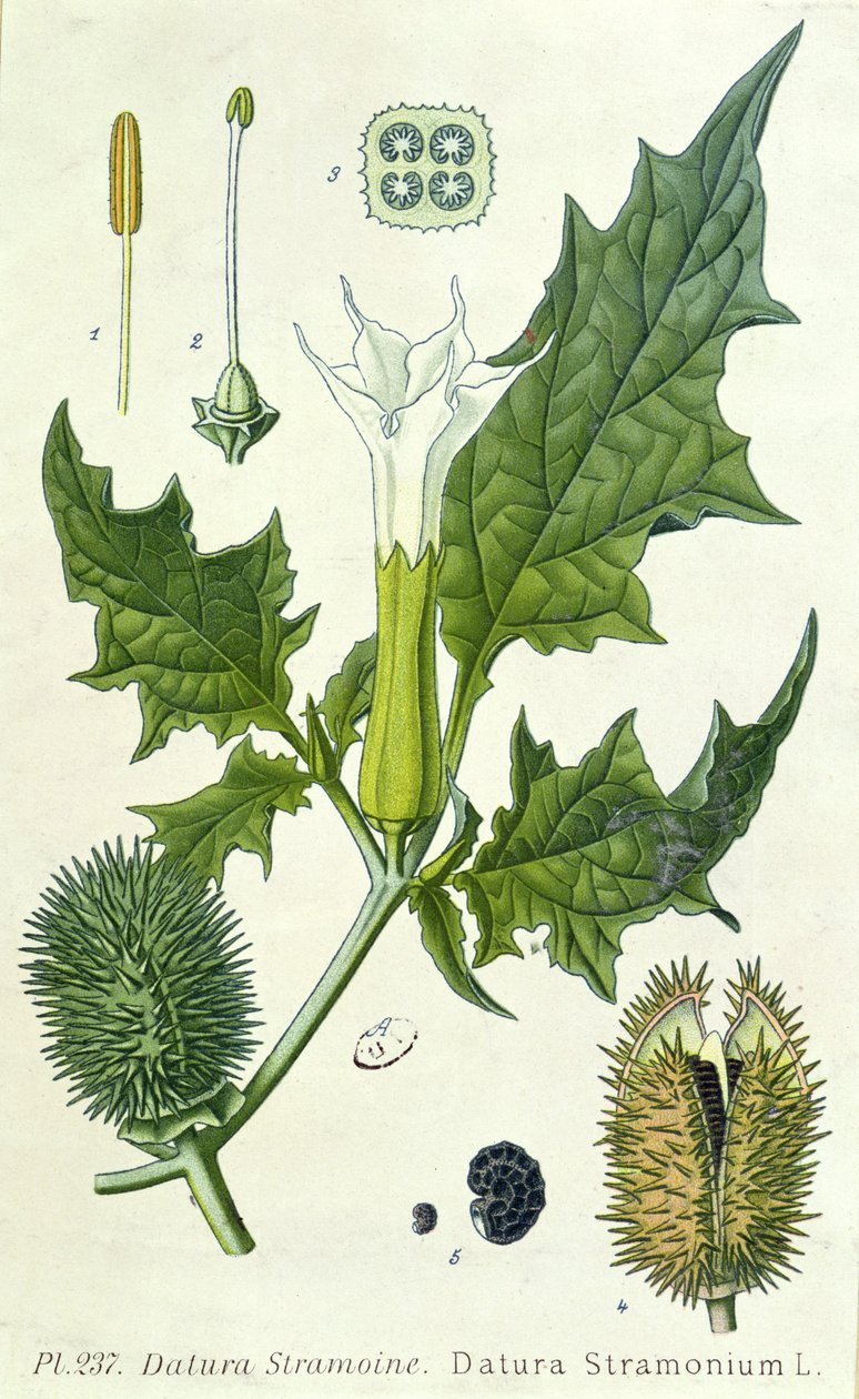 Datura stramonium, botanische plaat door French School