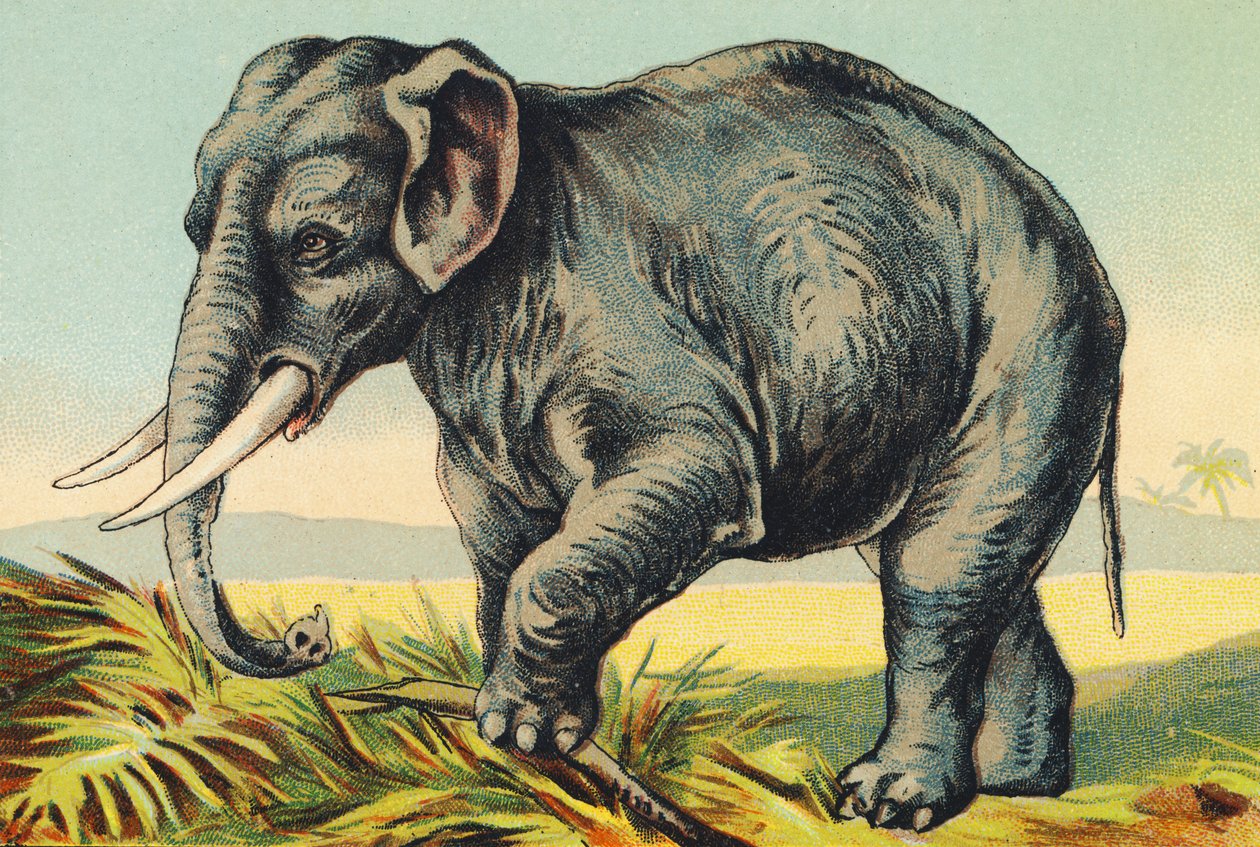 E als Olifant door French School