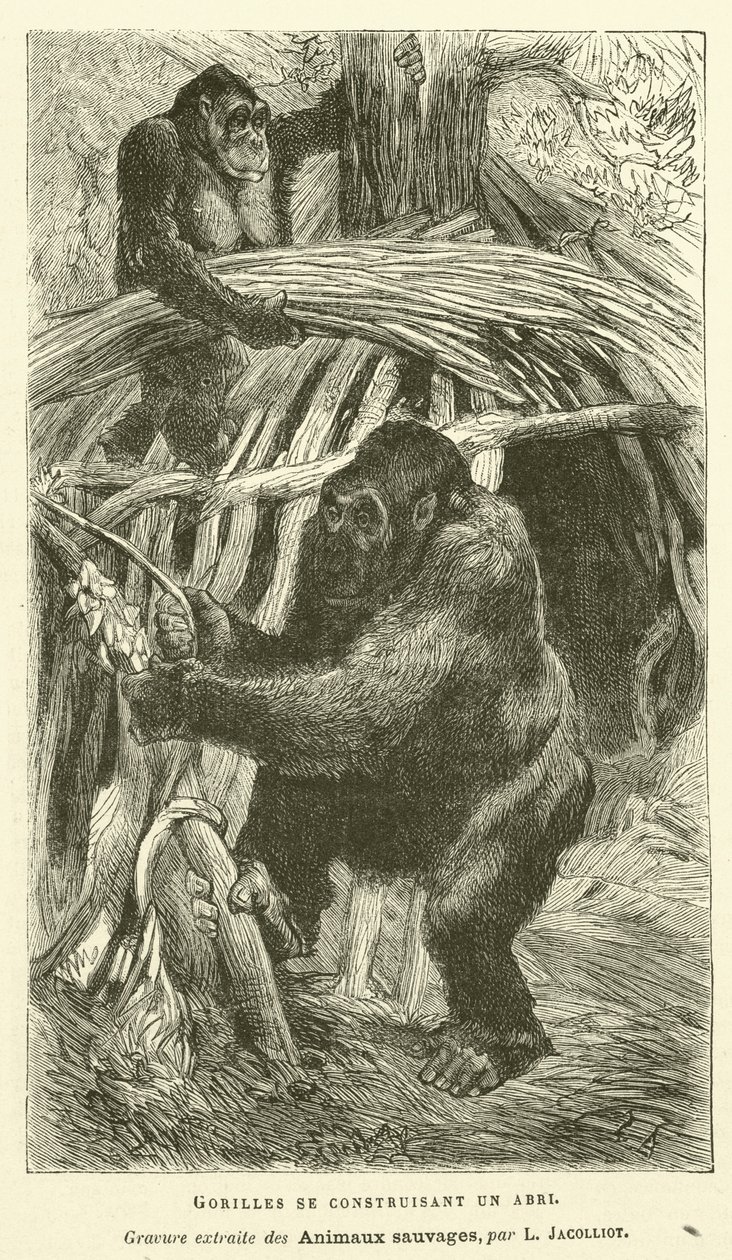 Gorilla