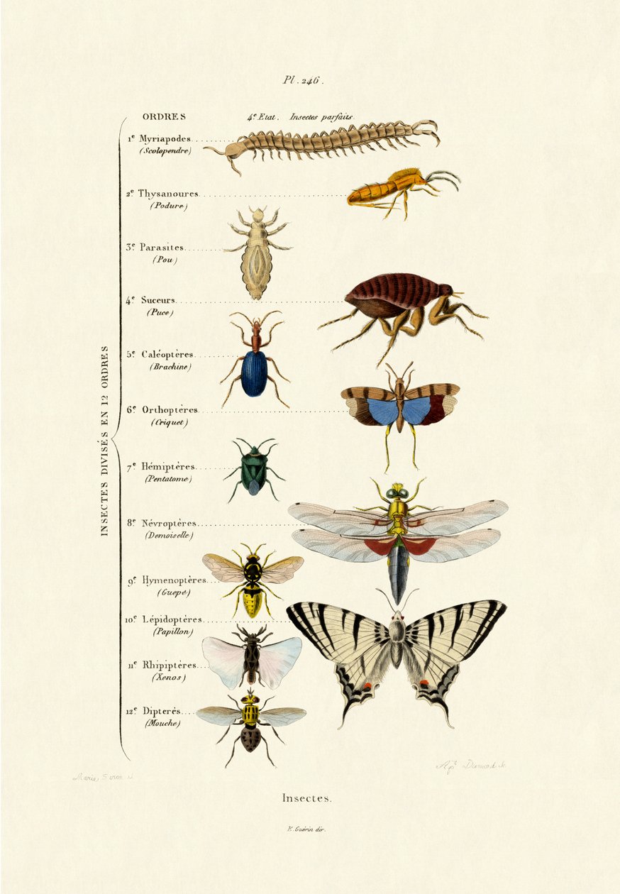Insecten, 1833-39 door French School