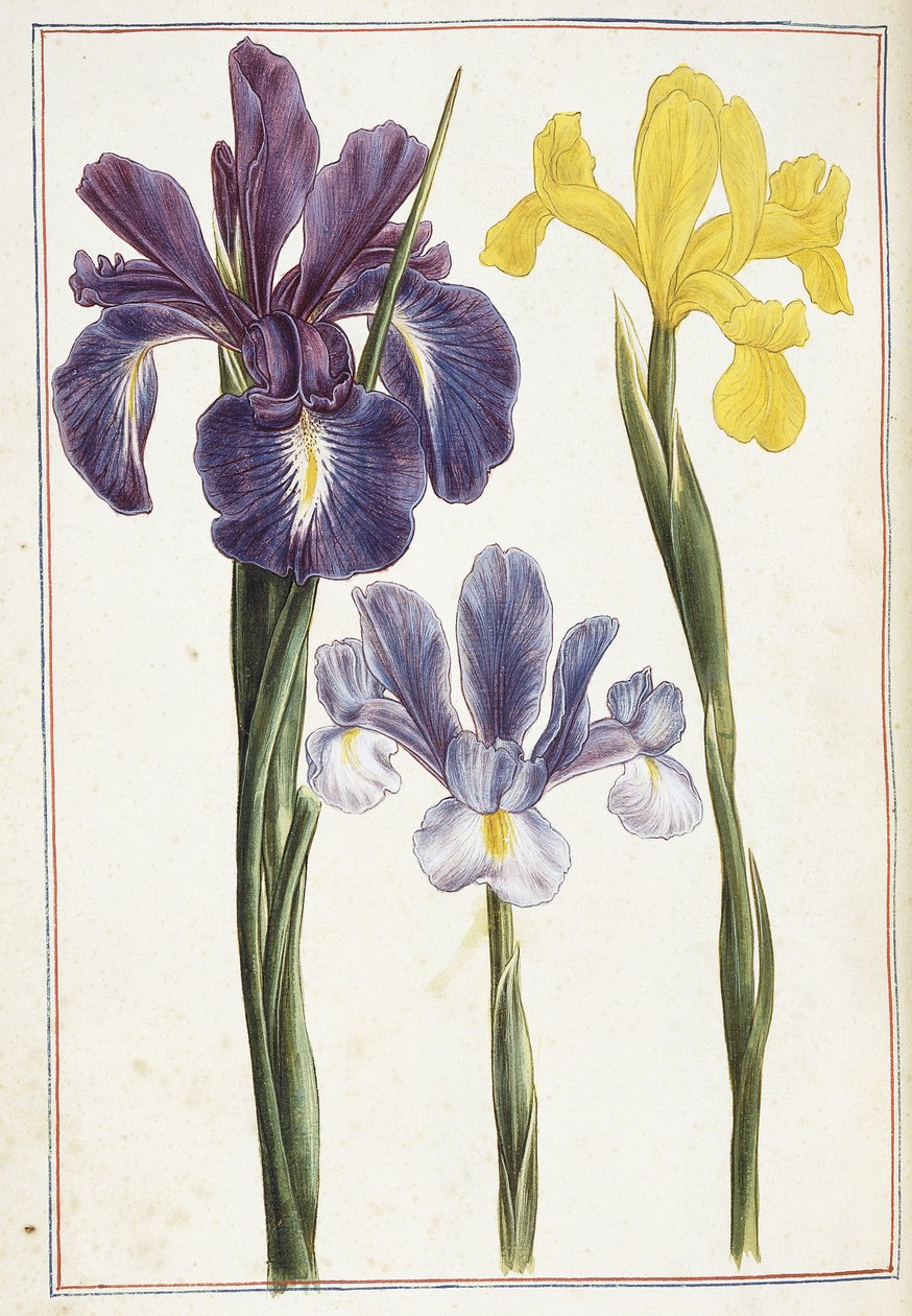 Iris, 18e eeuw door French School
