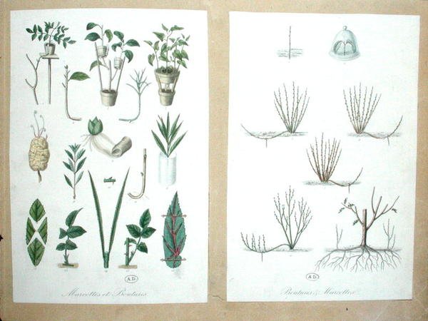 Lagen en Stekken (kleurgravure) door French School