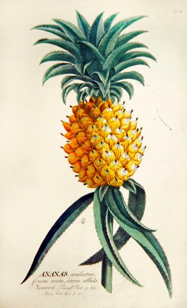 Ananas door French School