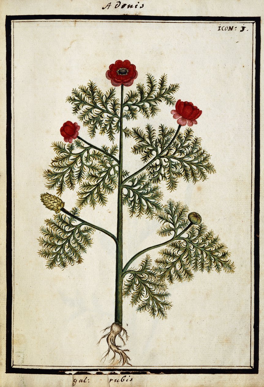 Rode Adonis, ca. 1700 door French School