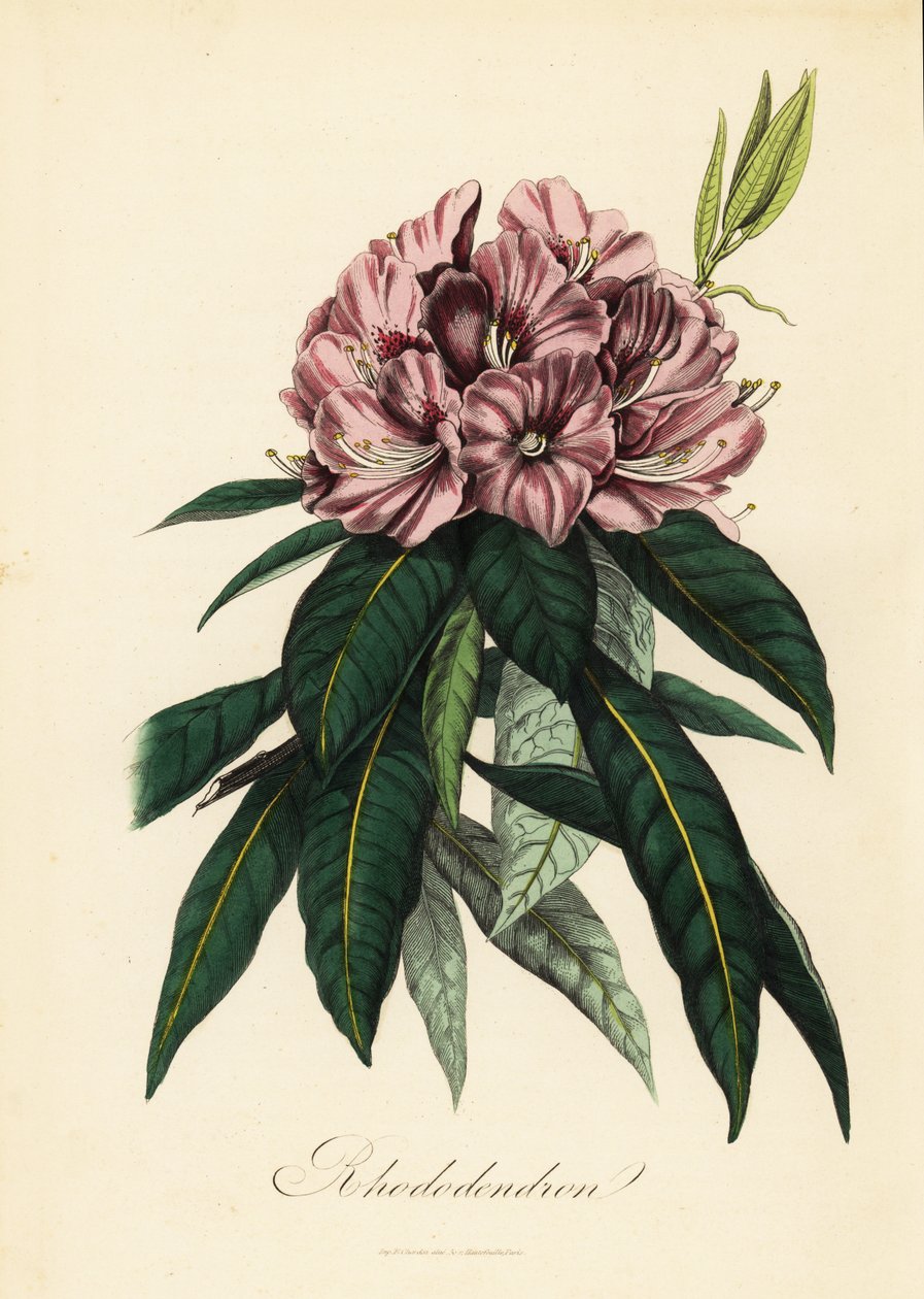 Rhododendron, Rhododendron javanicum door French School