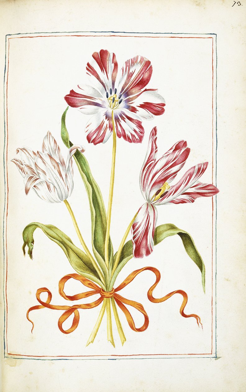 Tulpen, 18e eeuw door French School