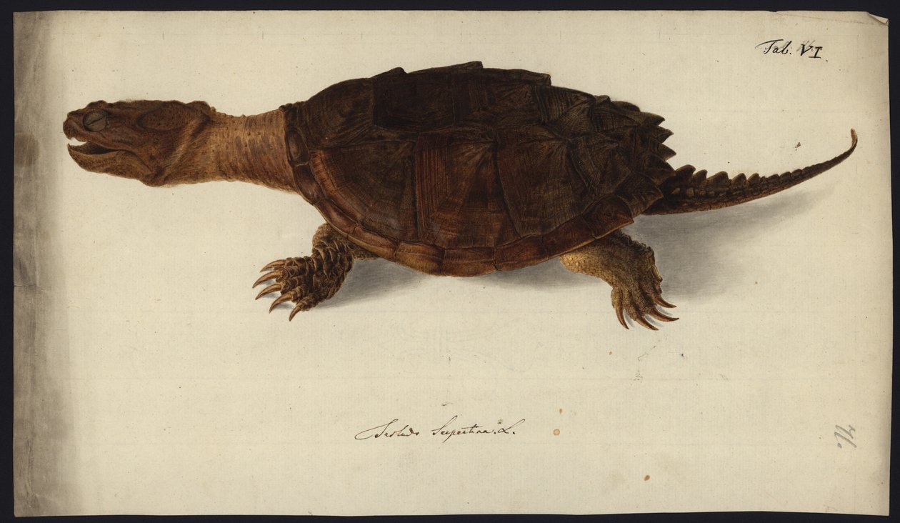 Chelydra serpentina, voor 1792 door Friedrich Wilhelm Wunder