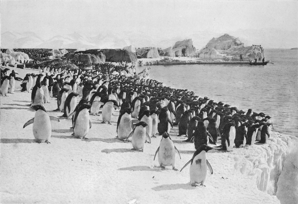 Penguins Promenade, ca. 1911, 1913 door G. Murray Levick