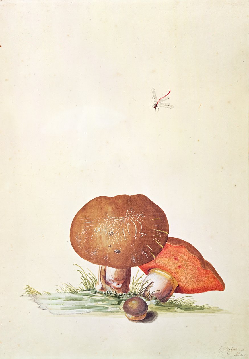 Eekhoorntjesbrood met jufferlibel door Georg Dionysius Ehret
