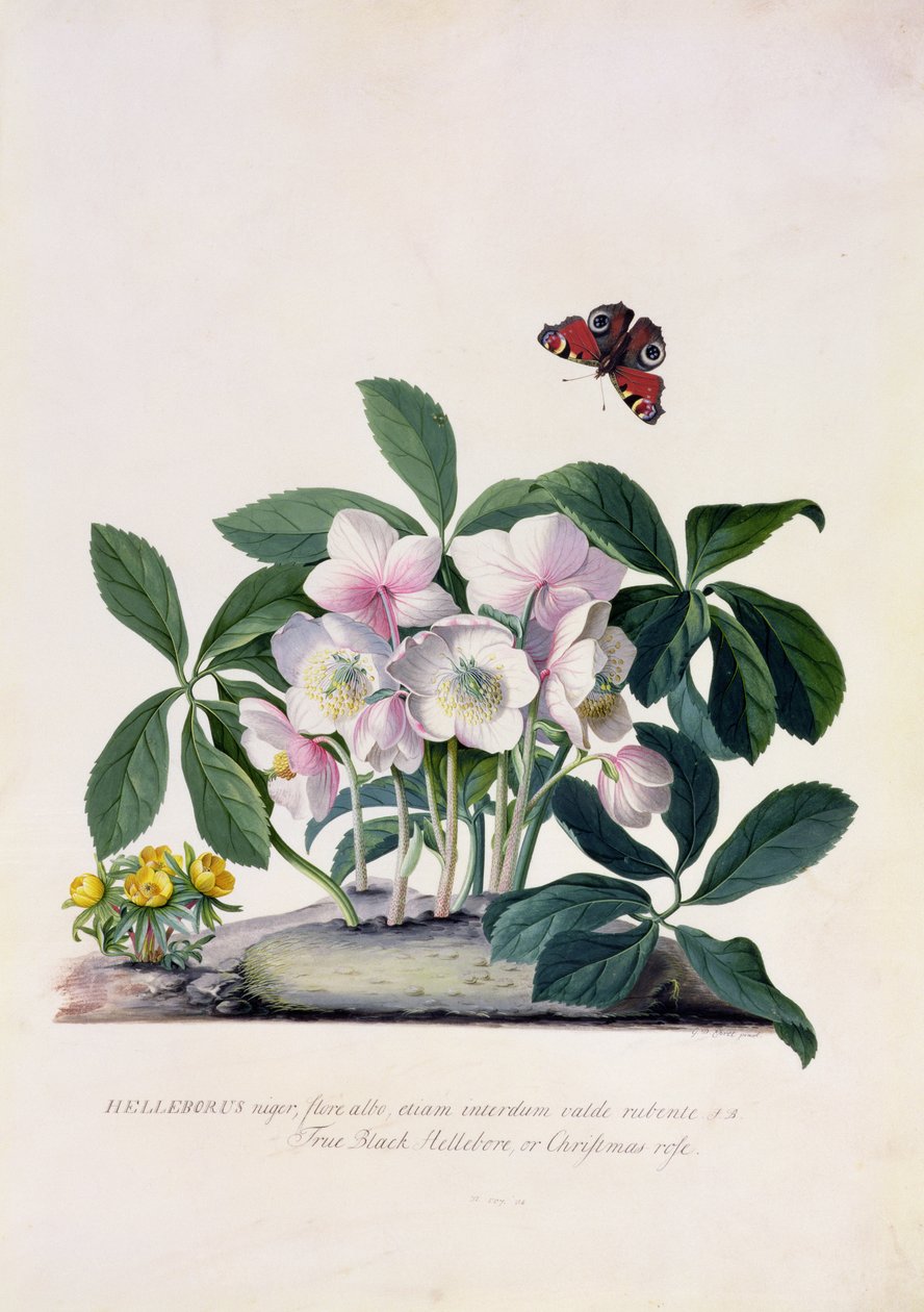 Kerstroos (Helleborus niger) en Winterakoniet (Eranthis hyemalis) door Georg Dionysius Ehret