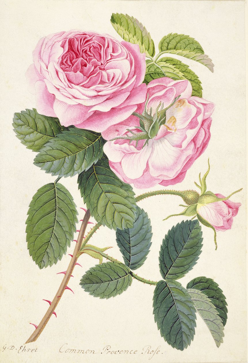 Gewone Provence-roos door Georg Dionysius Ehret