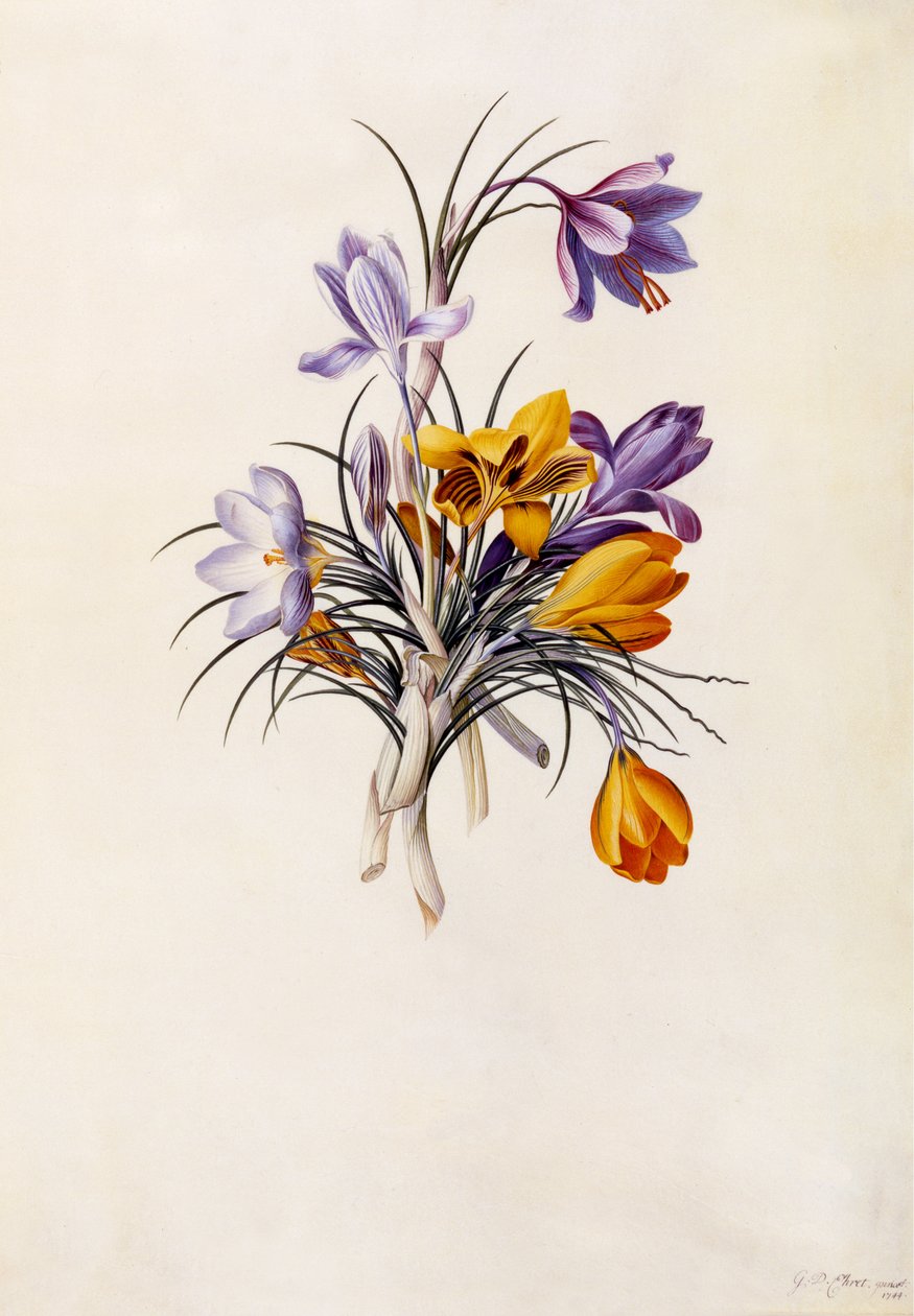 Krokussen, c.1744 door Georg Dionysius Ehret