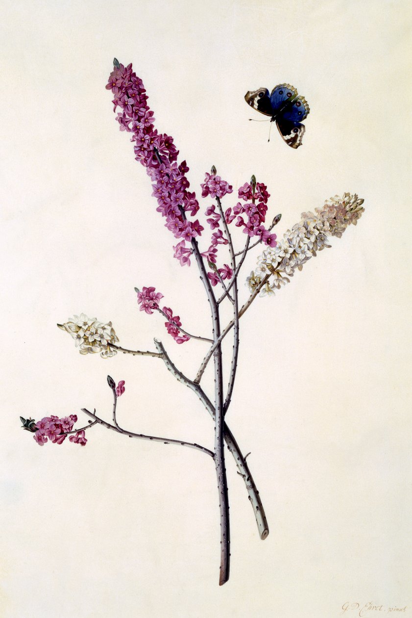 Daphne Mezereum met vlinder, c.1740 door Georg Dionysius Ehret