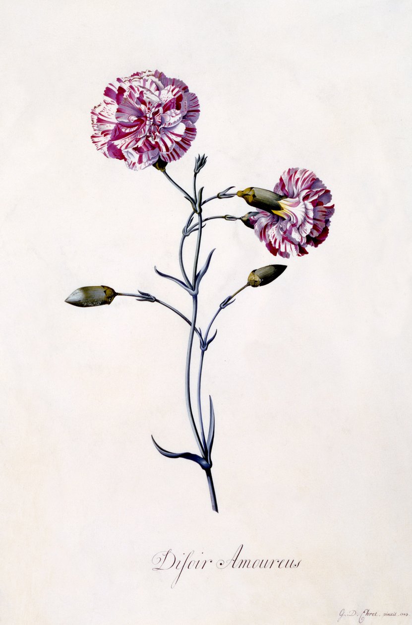 Difor amourius, Anjer, c.1745 (handgekleurde gravure) door Georg Dionysius Ehret