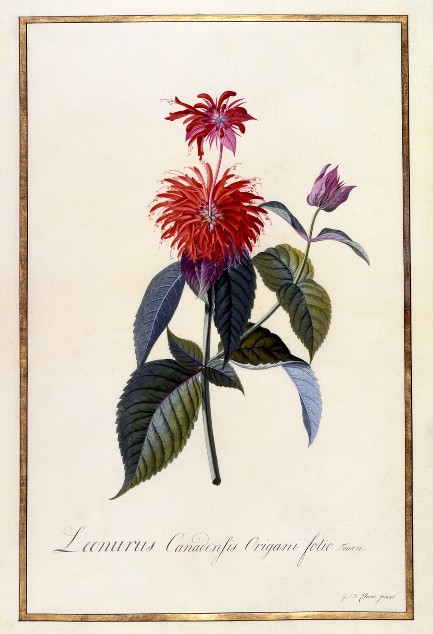 Oswego Theeplant door Georg Dionysius Ehret