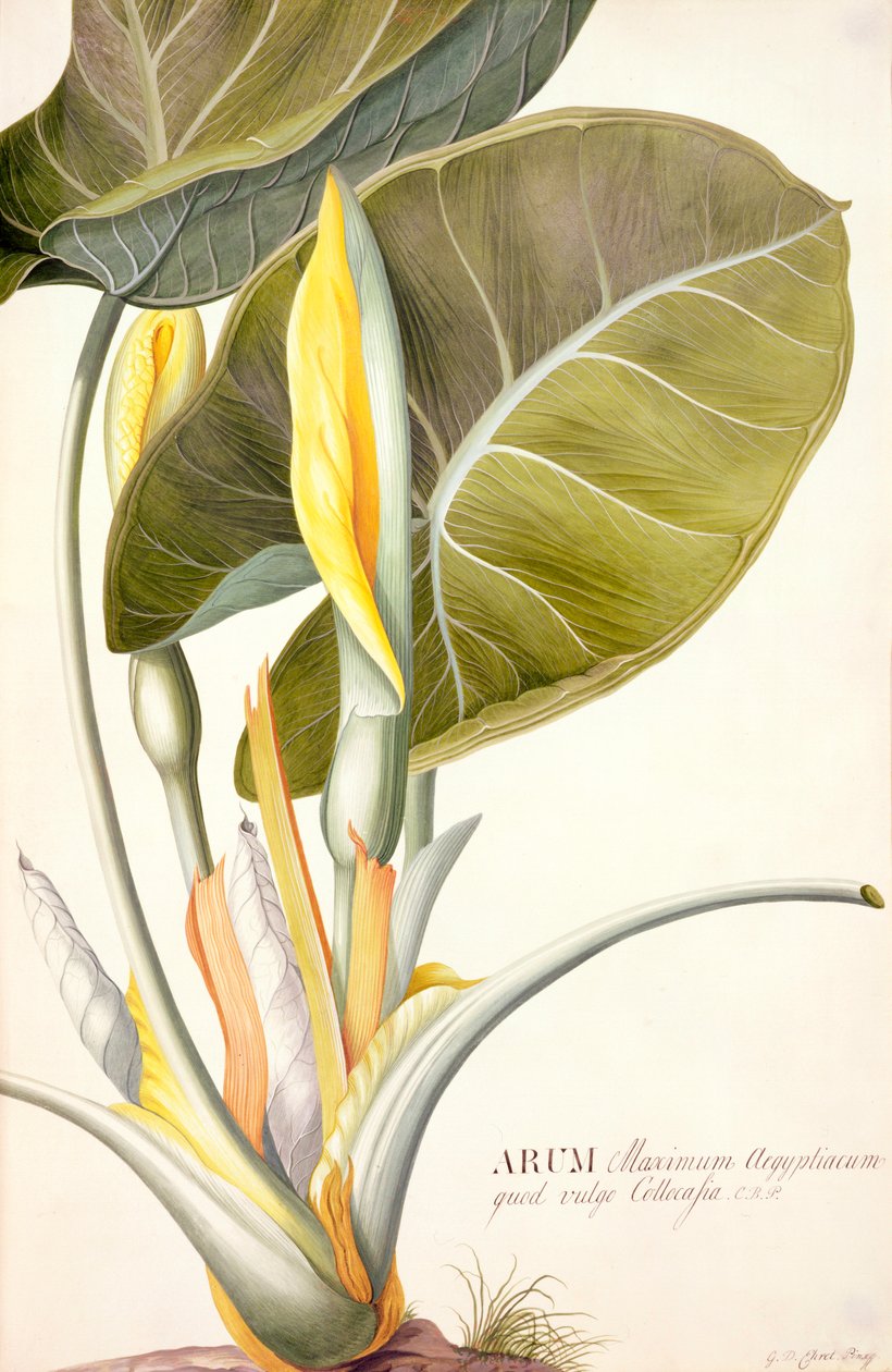 Arum maximum aegyptiacum door Georg Dionysius Ehret