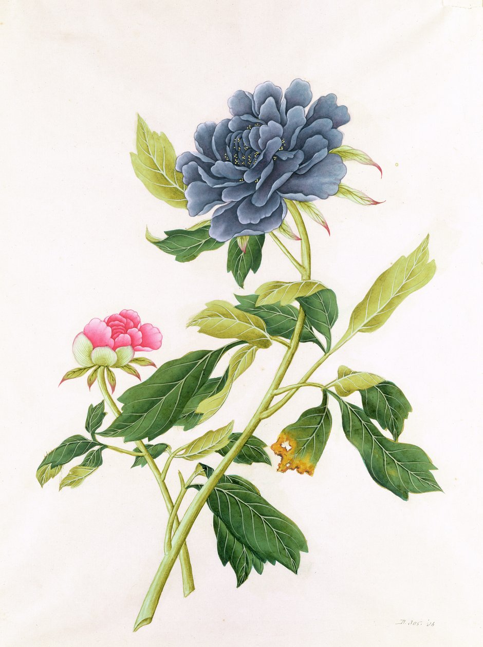 Pioenroos door Georg Dionysius Ehret